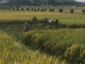 rice 3 - harvesting (1)