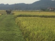 rice 3 - harvesting